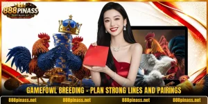 Gamefowl Breeding - Plan Strong Lines And Pairings