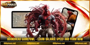 Roundhead Gamefowl - Learn Balance Speed And Form Now