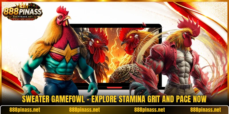 Sweater Gamefowl - Explore Stamina Grit And Pace Now